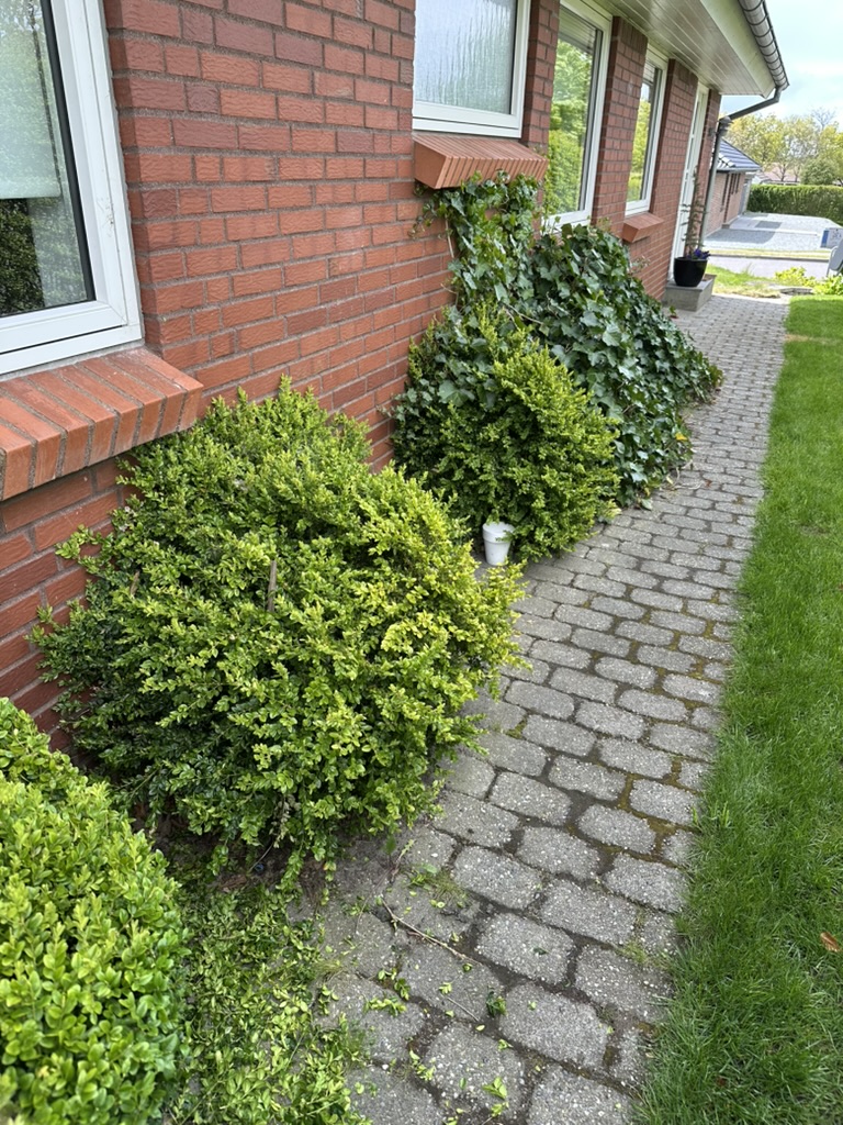 Hæk før klipning