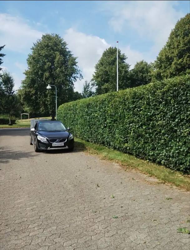 Freshly trimmed hedge along a driveway, hedge trimming Esbjerg
